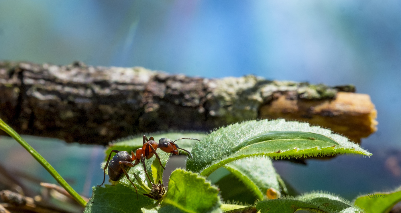 Гулял по лесу муравей.