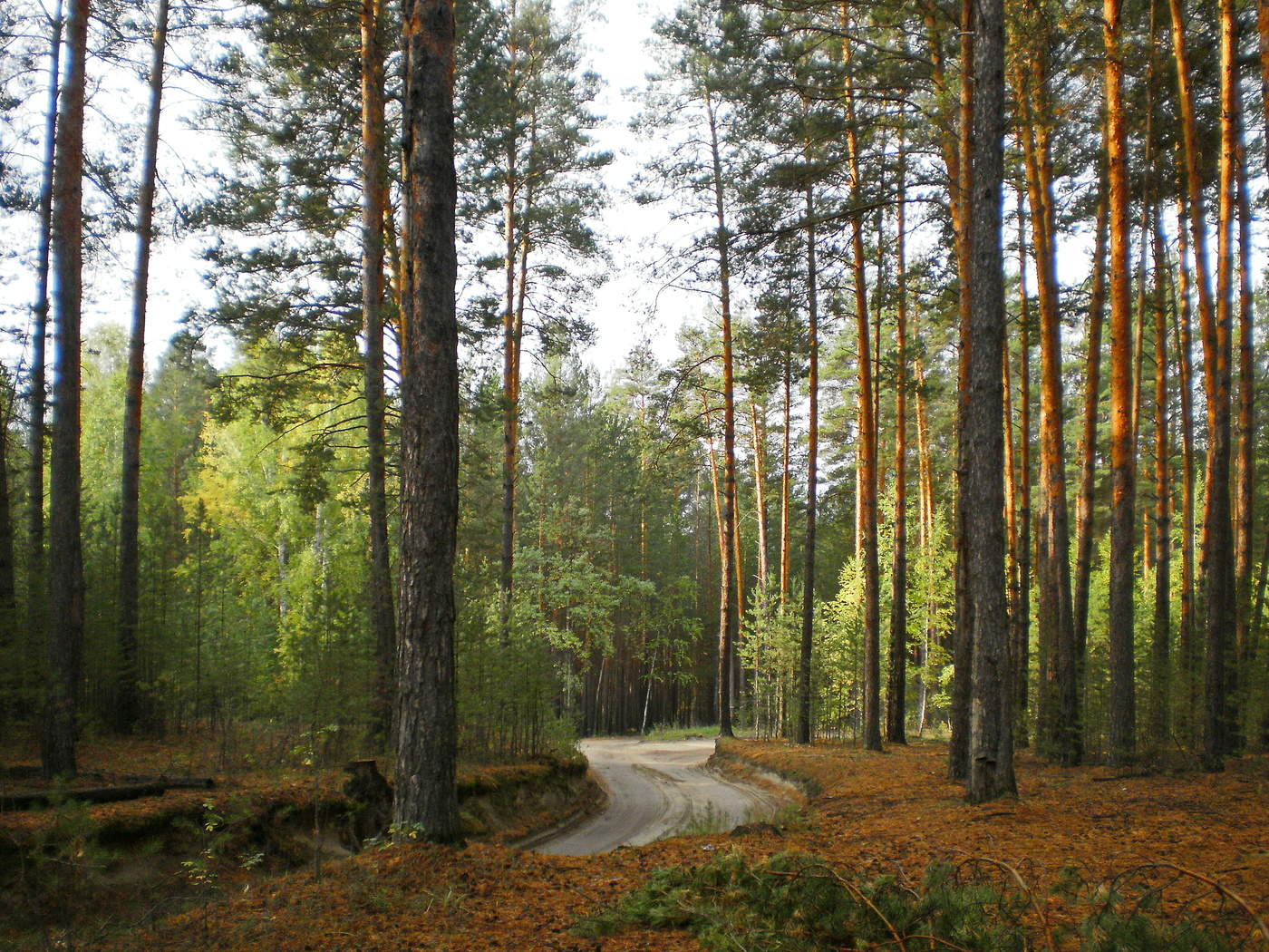 дорога в Караканский бор