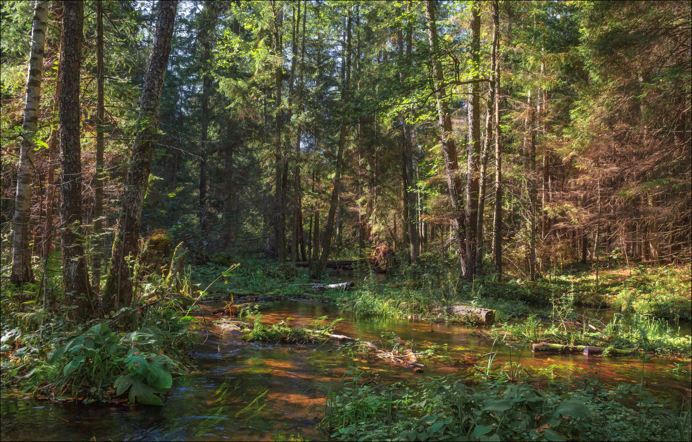 Утро в лесу