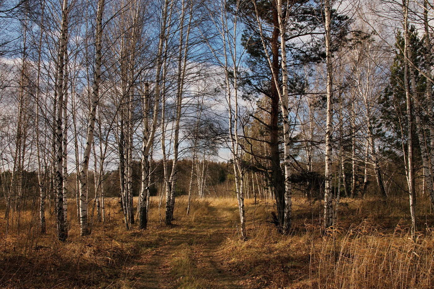 На лесной опушке.