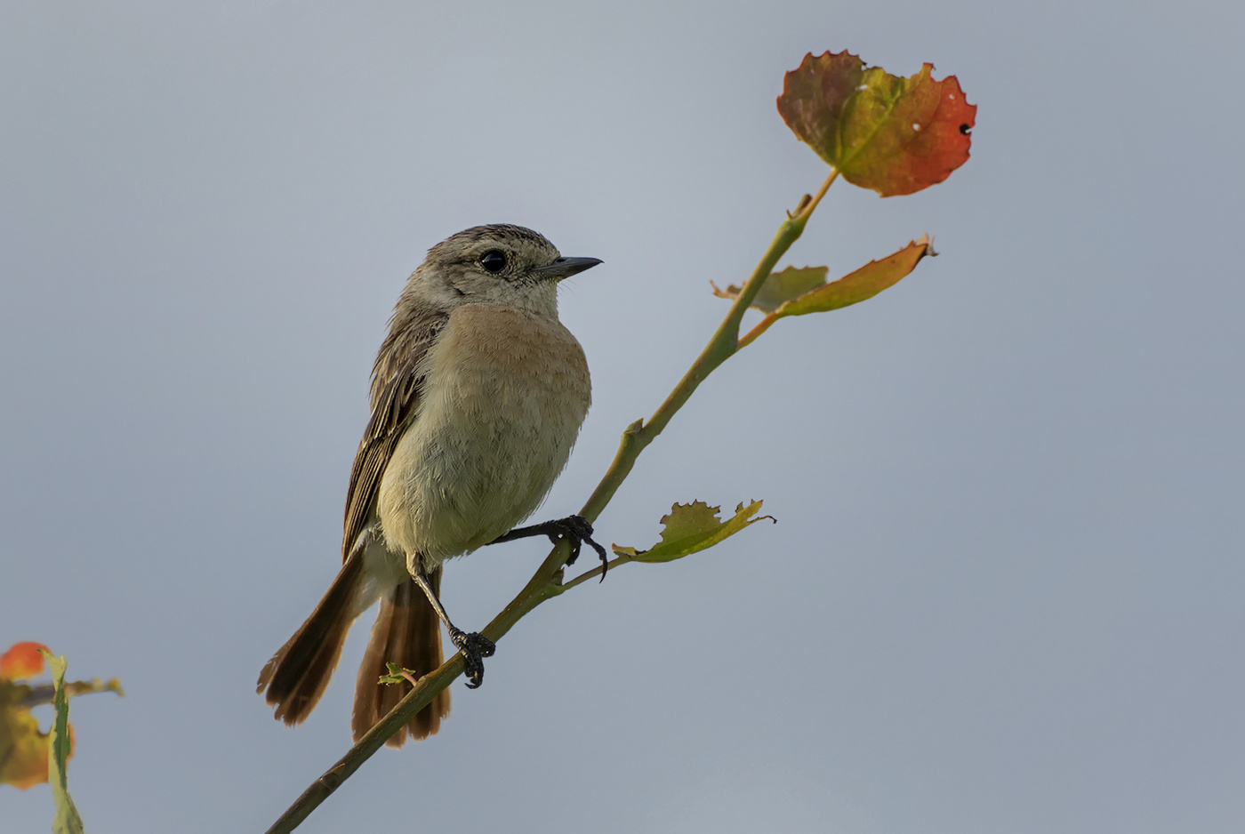 черноголовый чекан ..