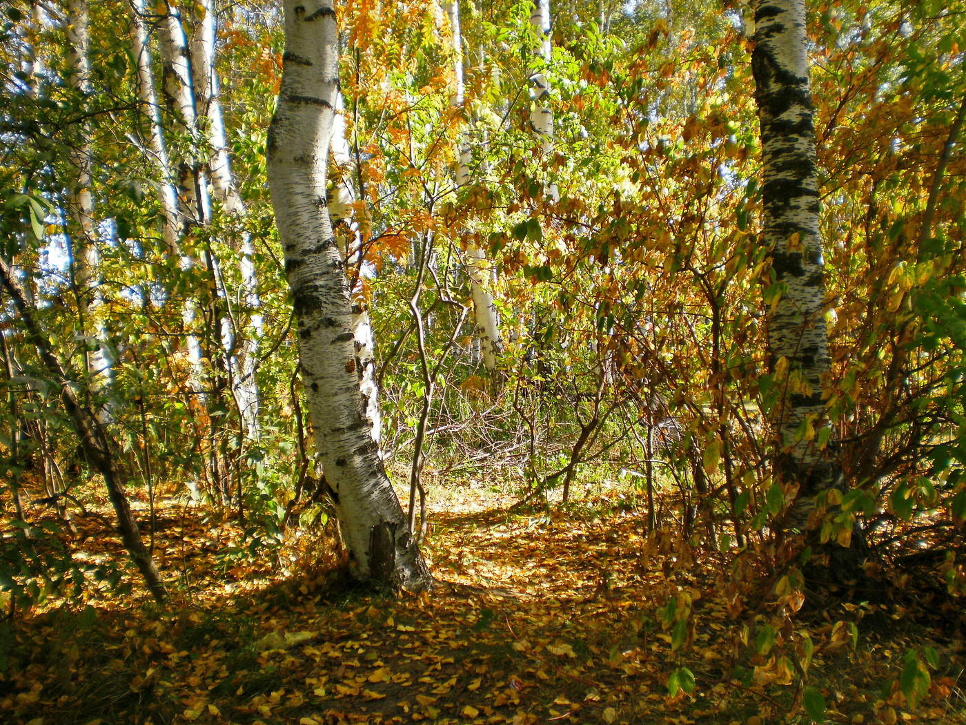 осень золотая