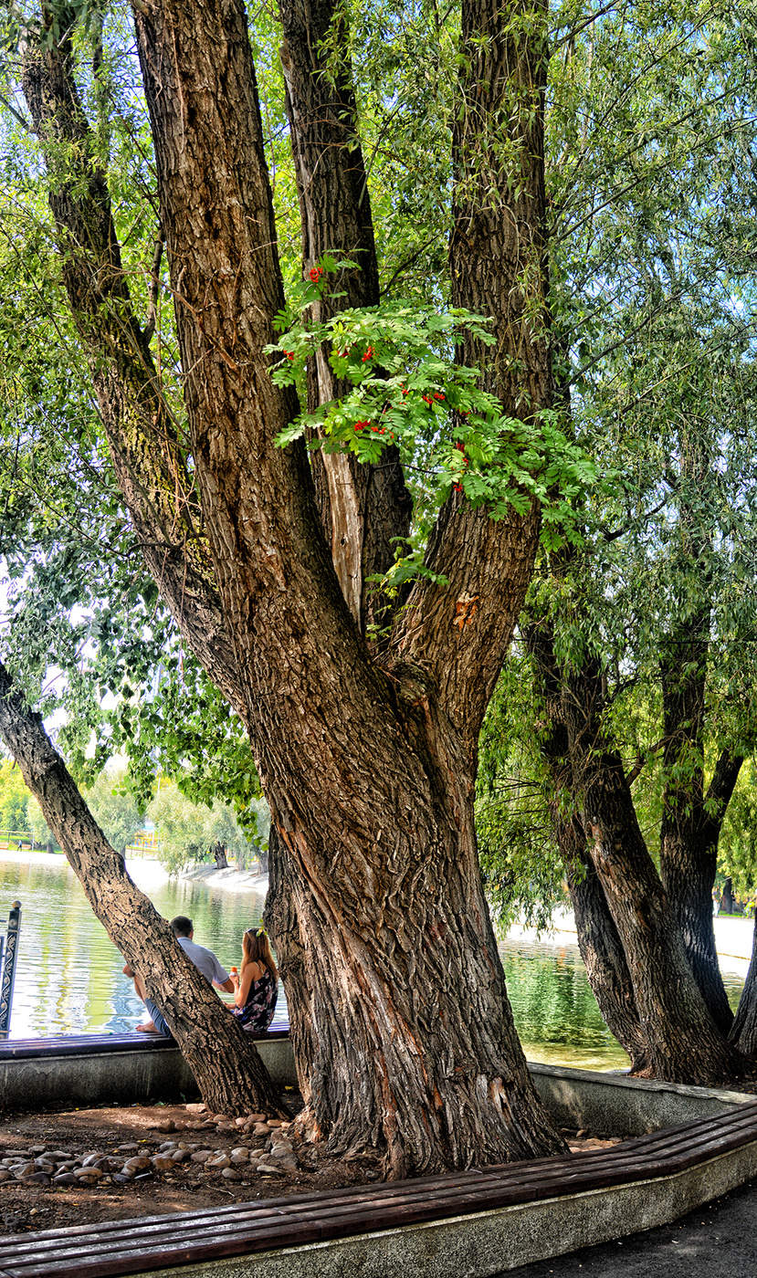 Рябина вышла замуж..