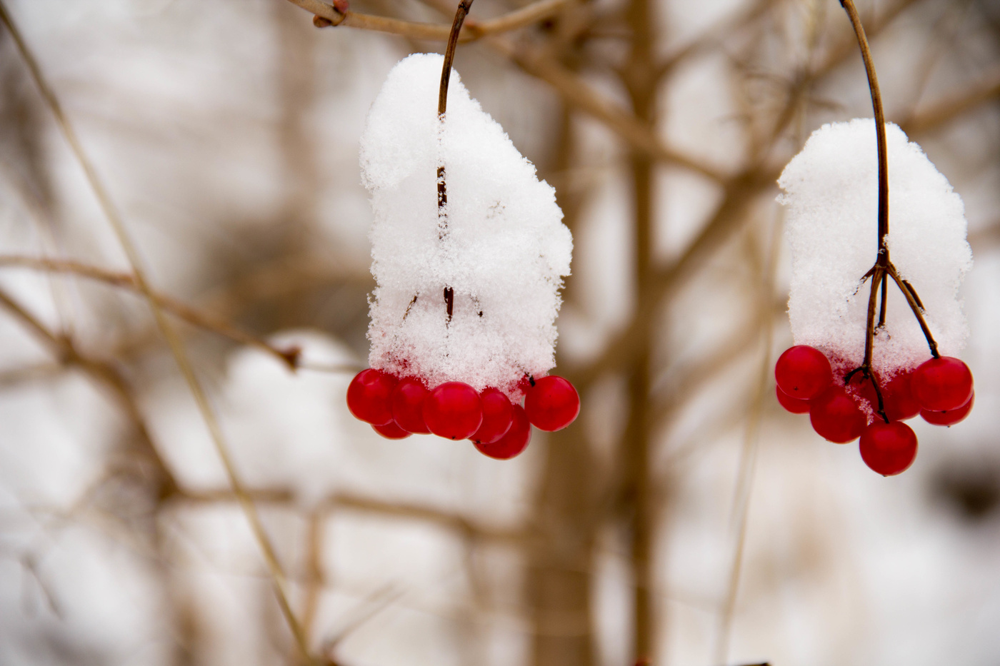 Рубин под снегом !