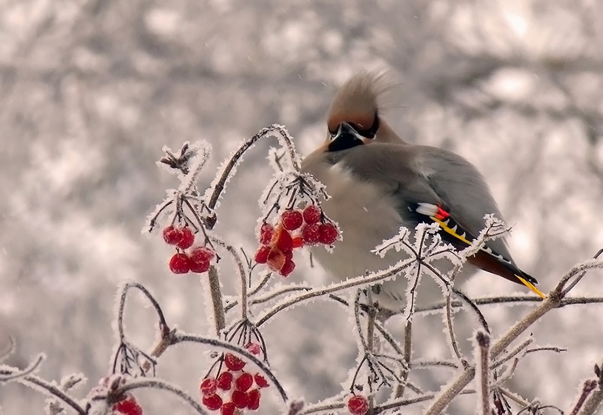 Свиристель