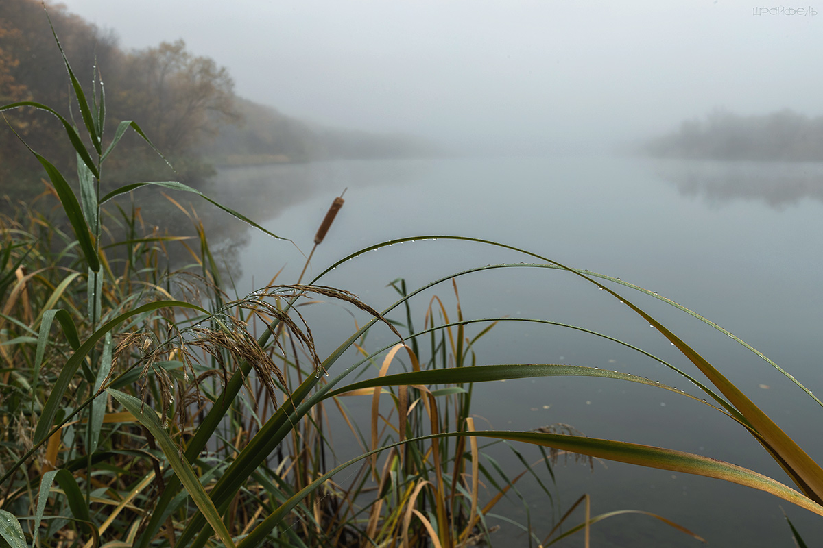 Тишина звенящая...