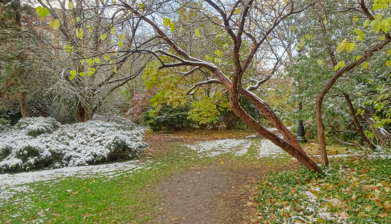 неурочный снег