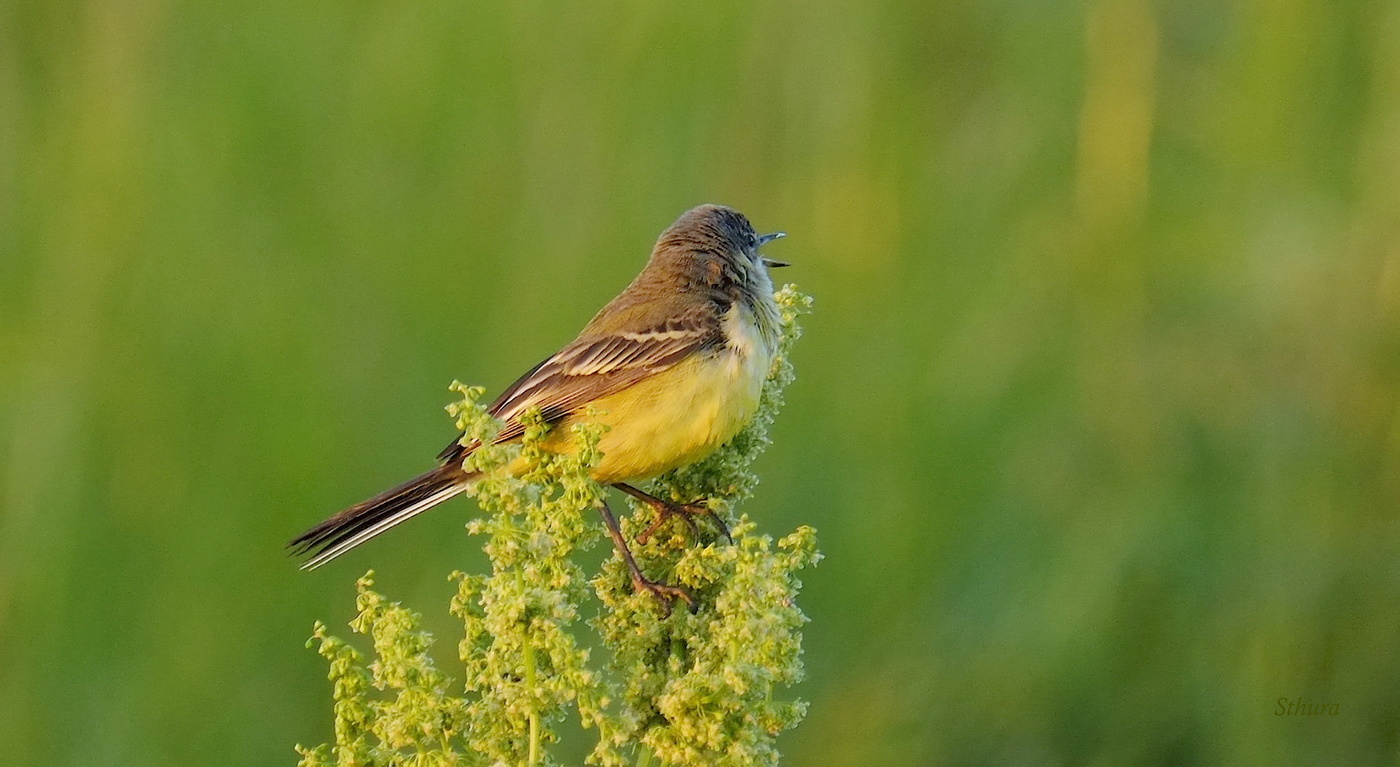 Птица--певица.