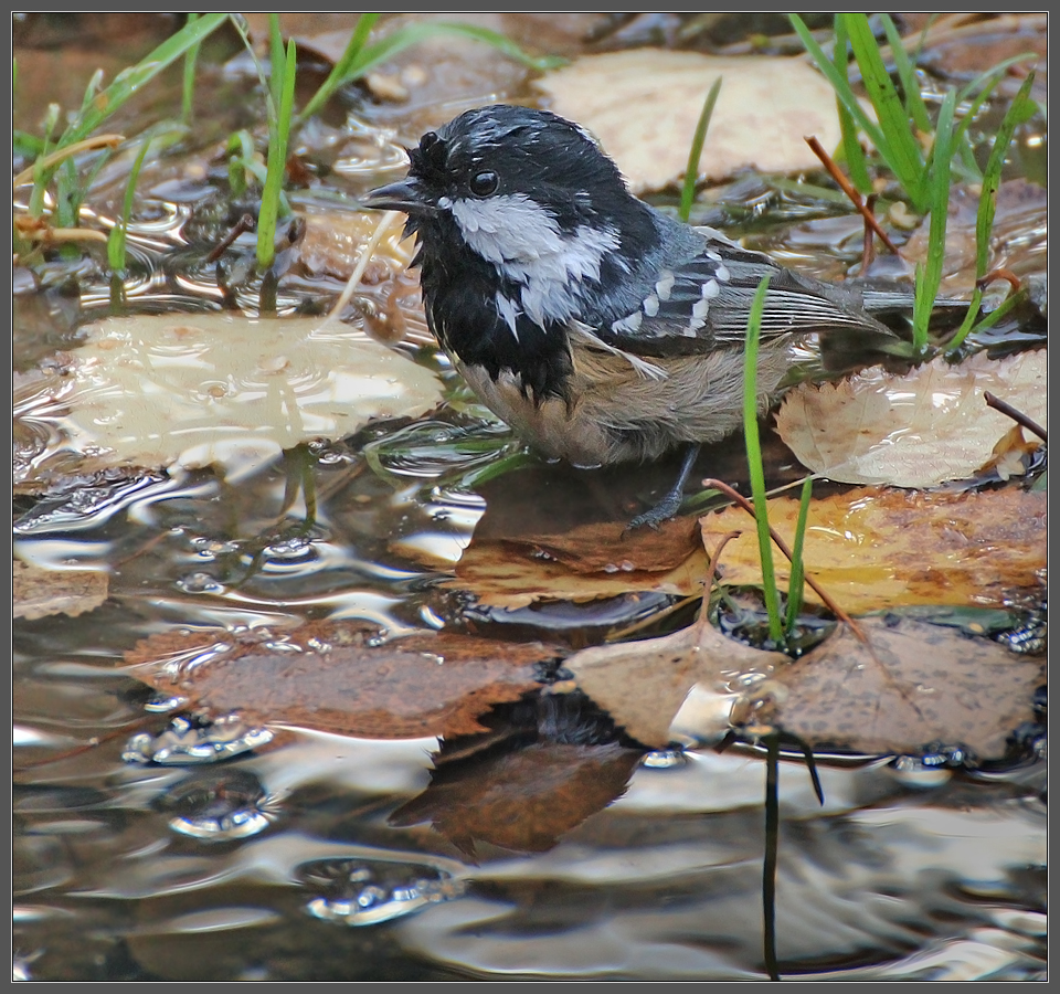 Купание московки