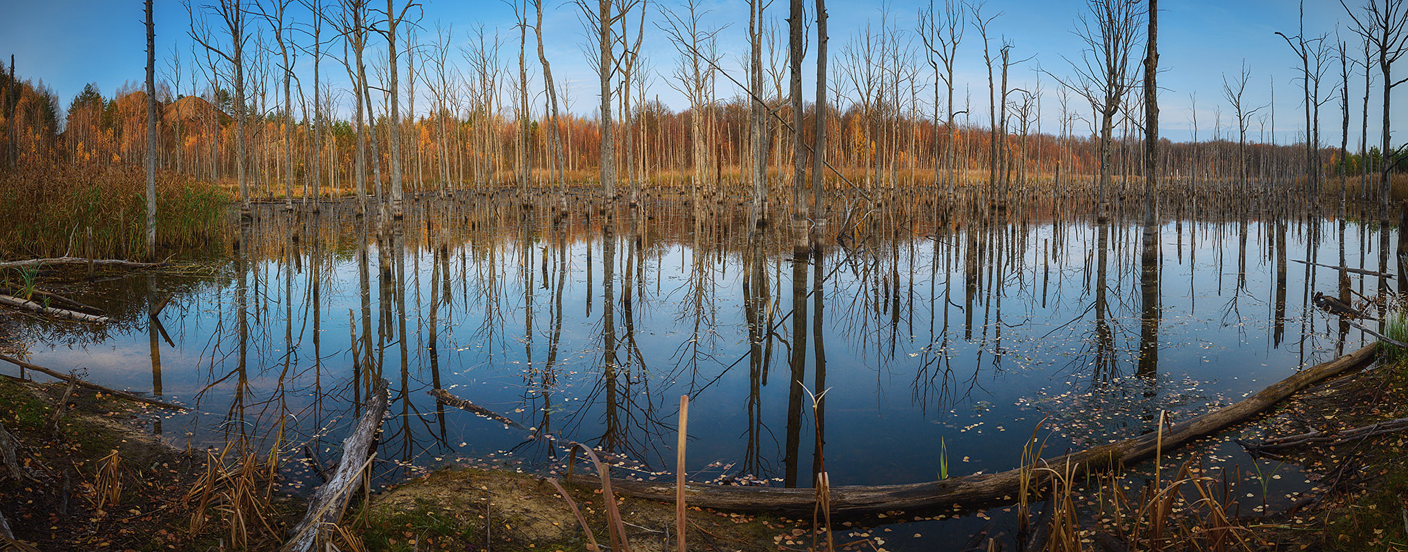Осень на болоте.
