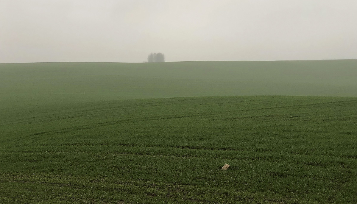 Дерево и камень