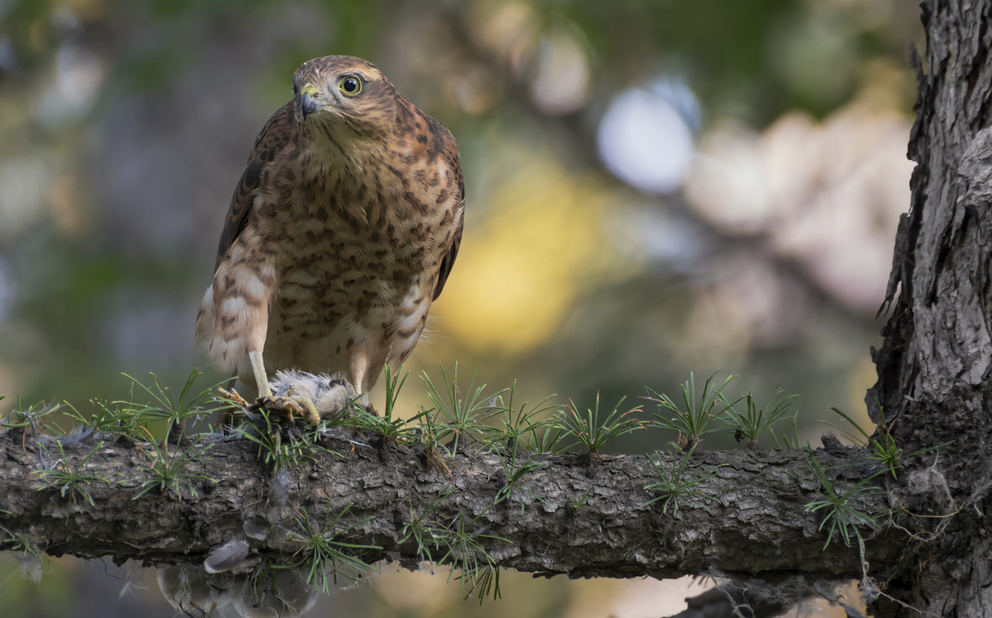 Ястреб перепелятник (подросток)..