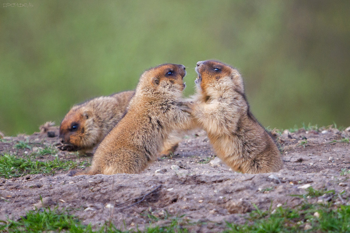...И драка началась