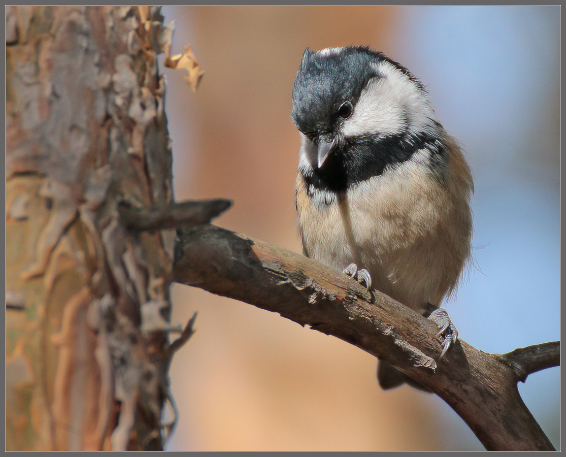 Философский взгляд на белку, не пускающую к семечкам