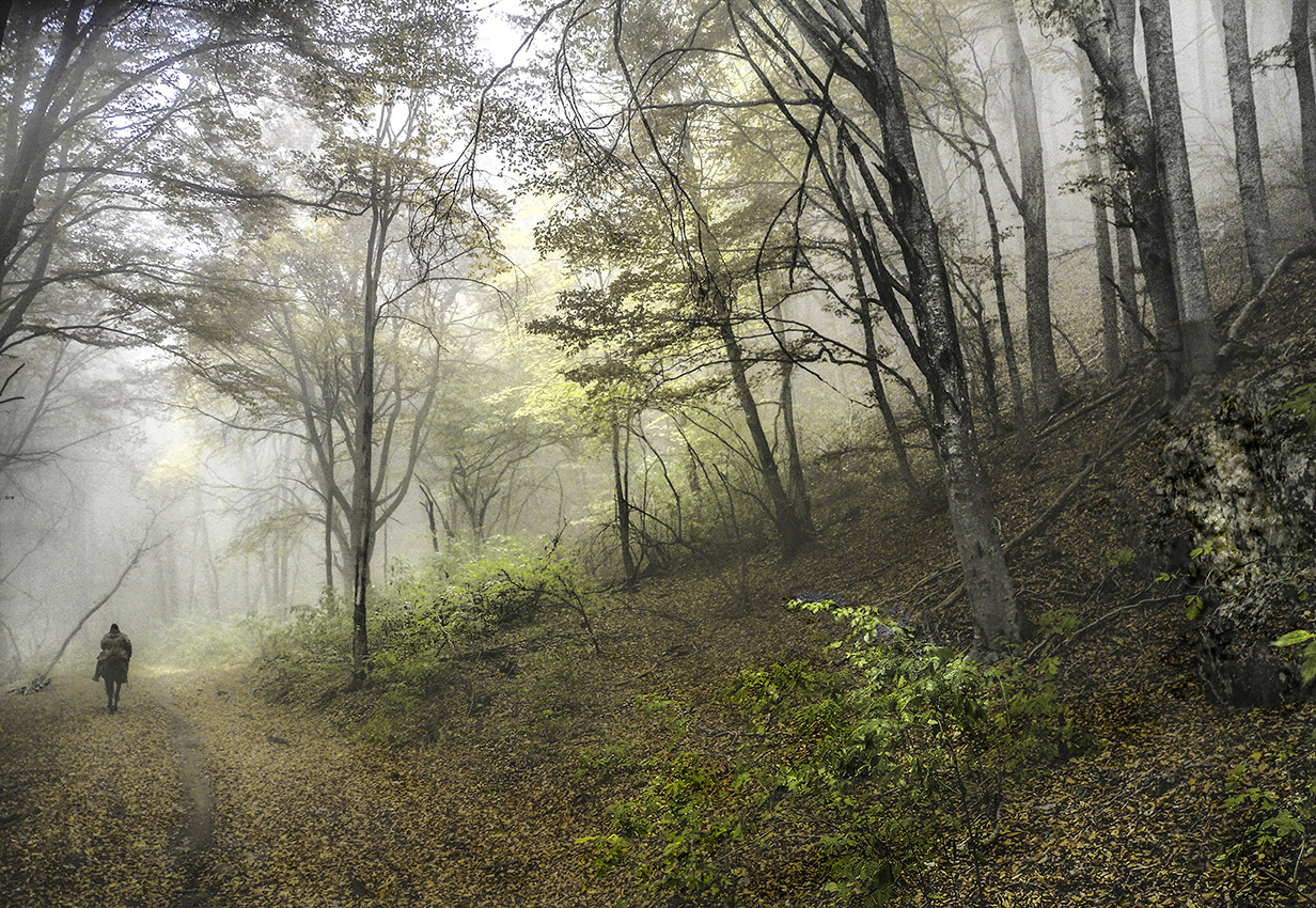 Вояж по лесу