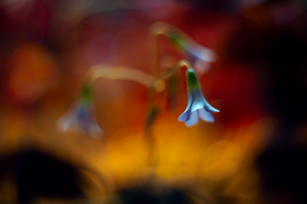 на свободу...