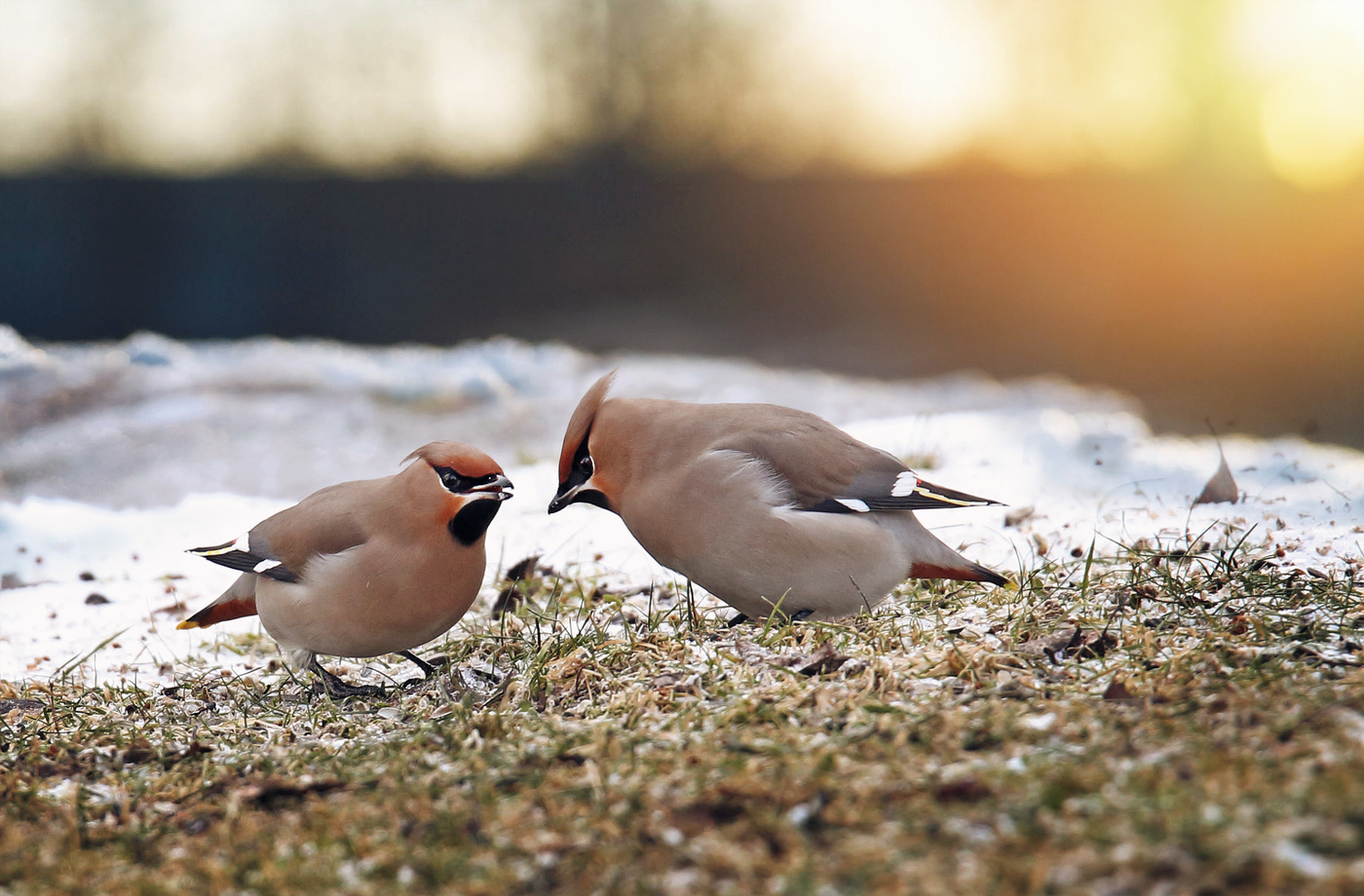 Свиристели