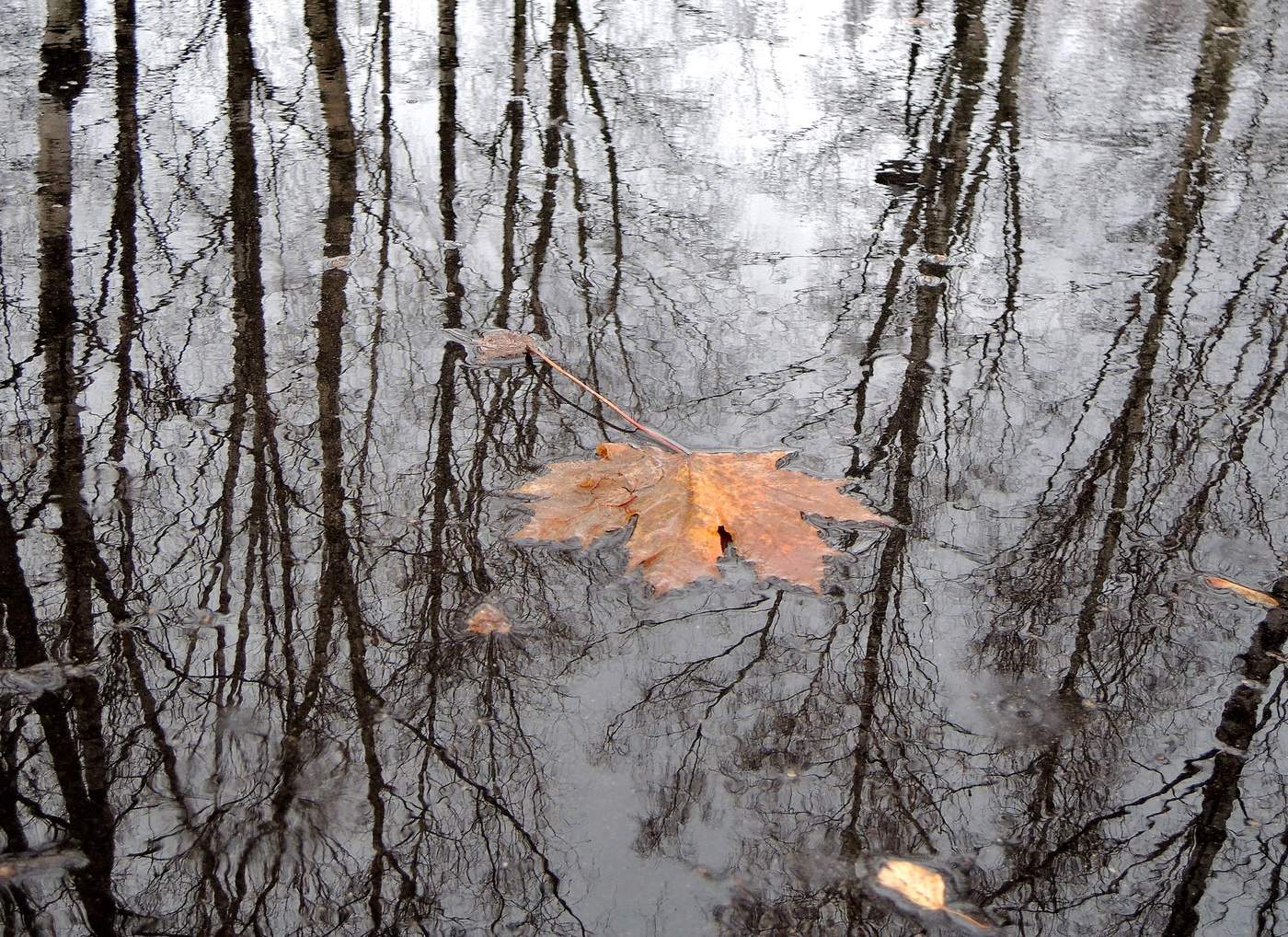 ноябрь на дворе