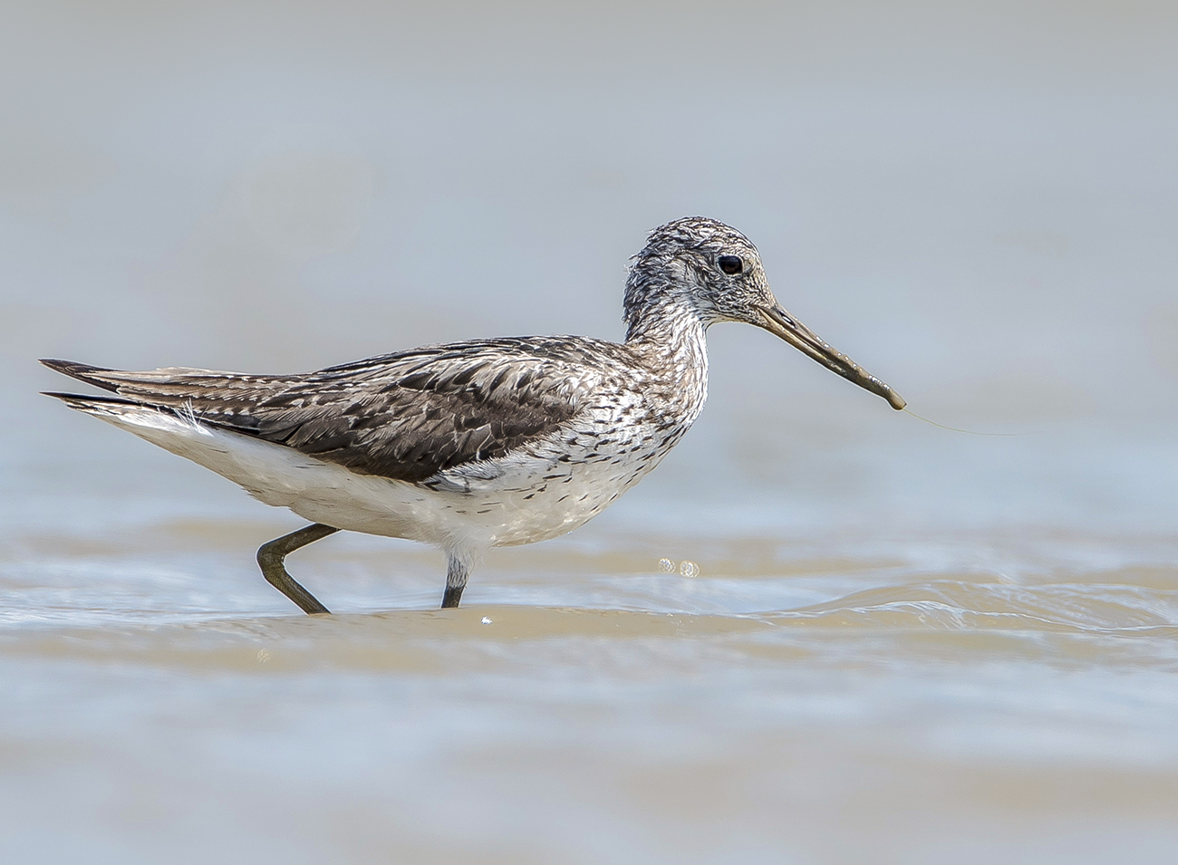 Большой улит