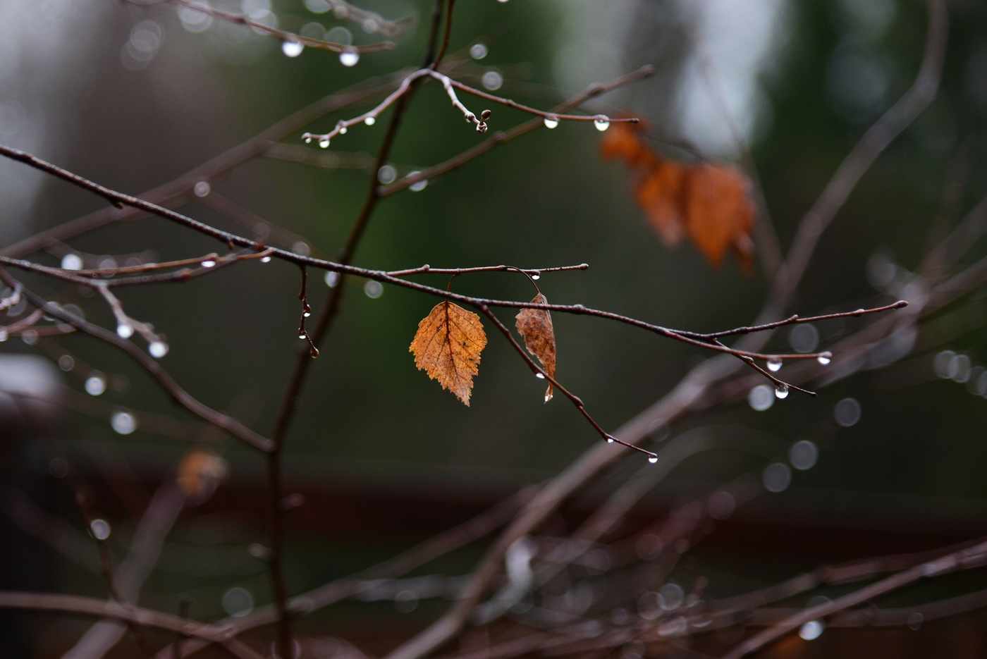 "Осень мне по сердцу резанула ..."