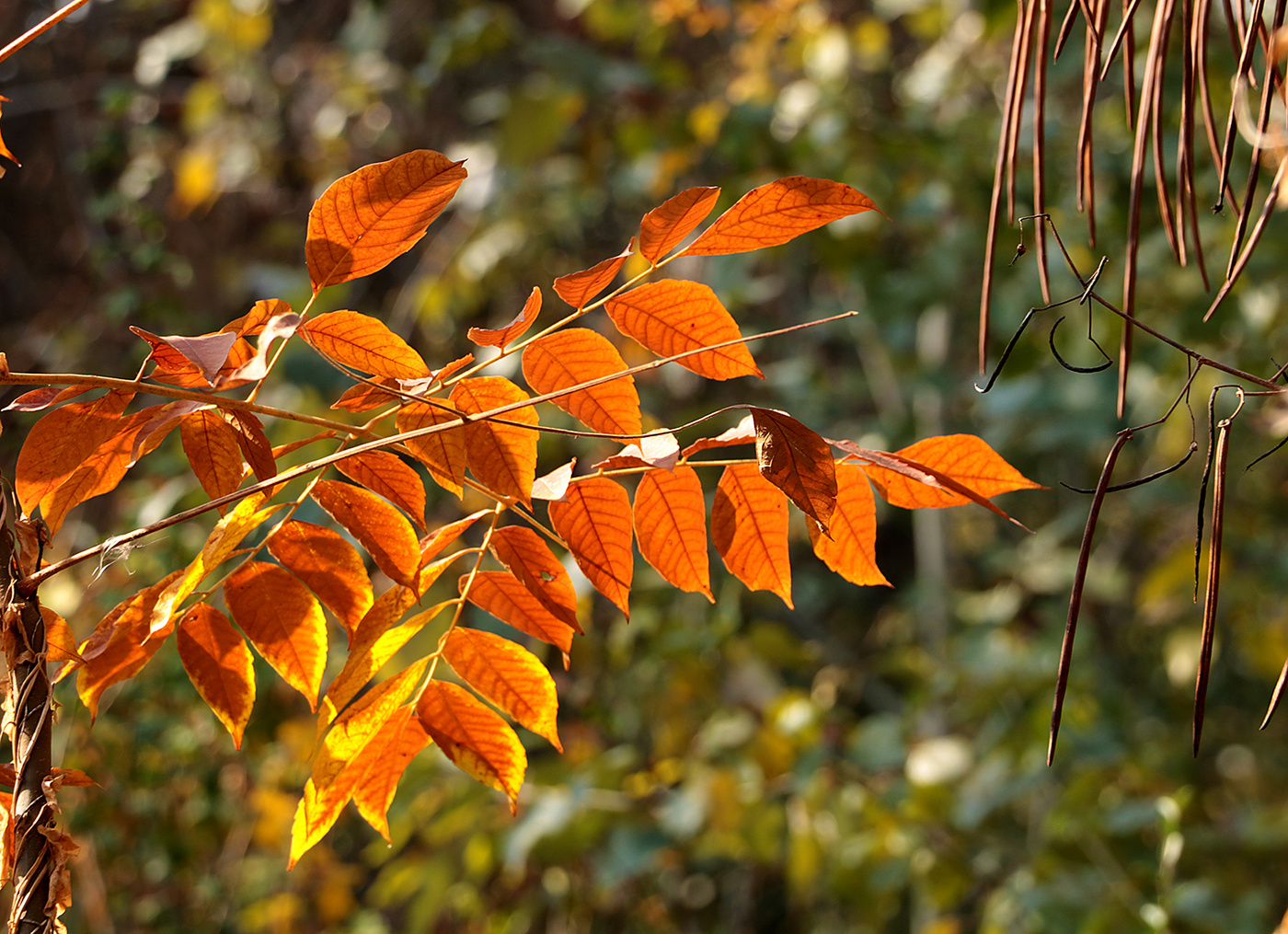 Червонное золото осени