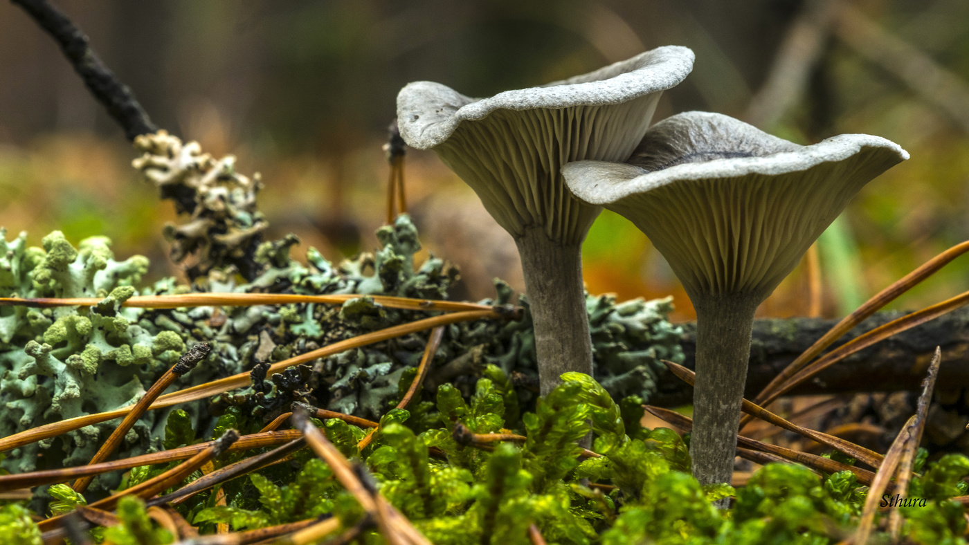 Ходил за грибами.