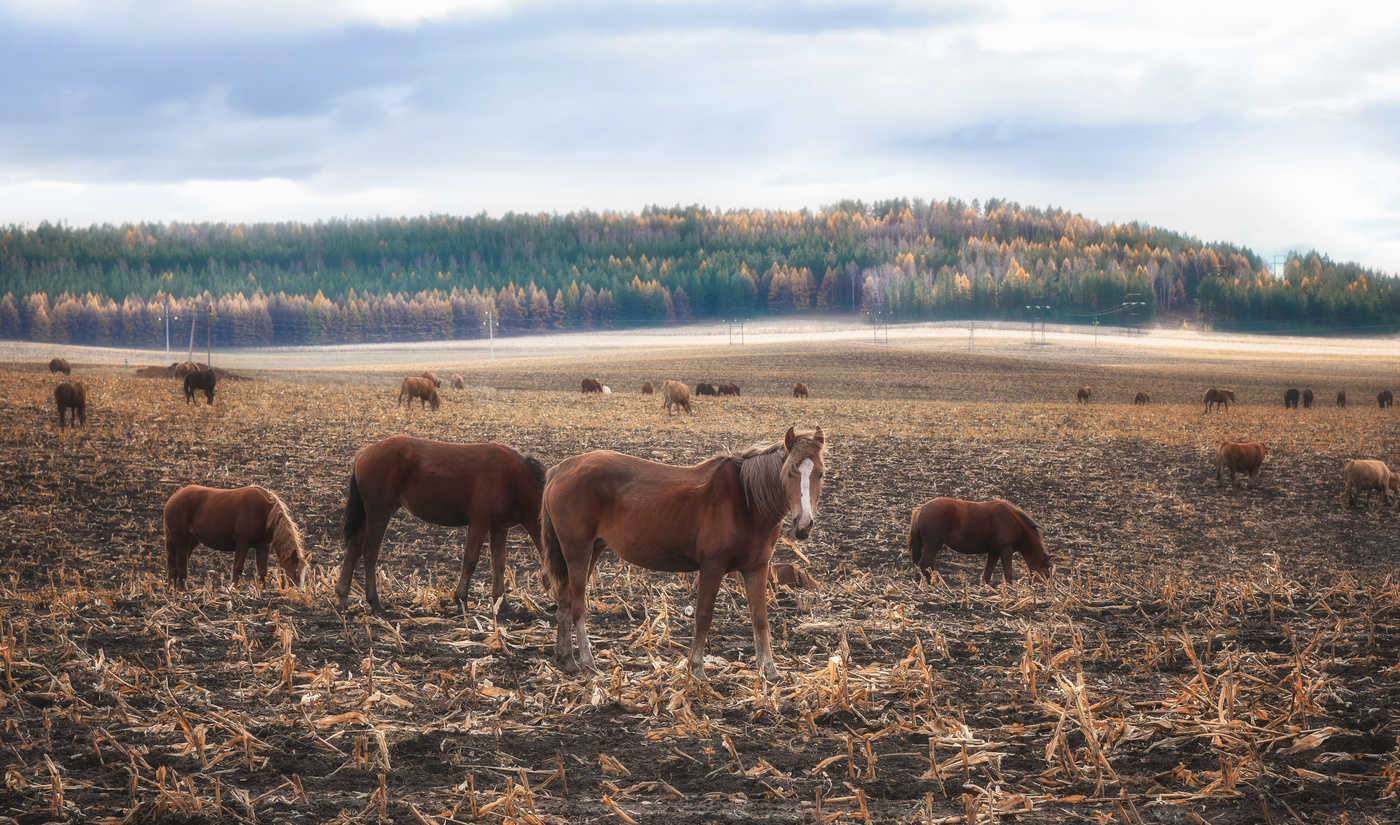 Нивы сжаты...