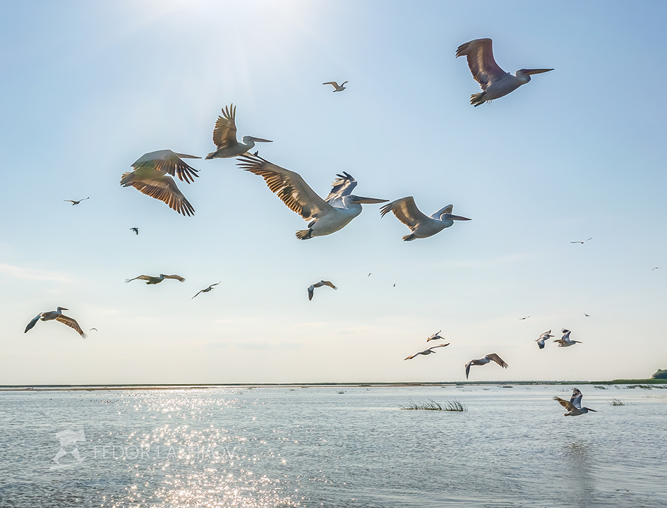 Полёт пеликанов