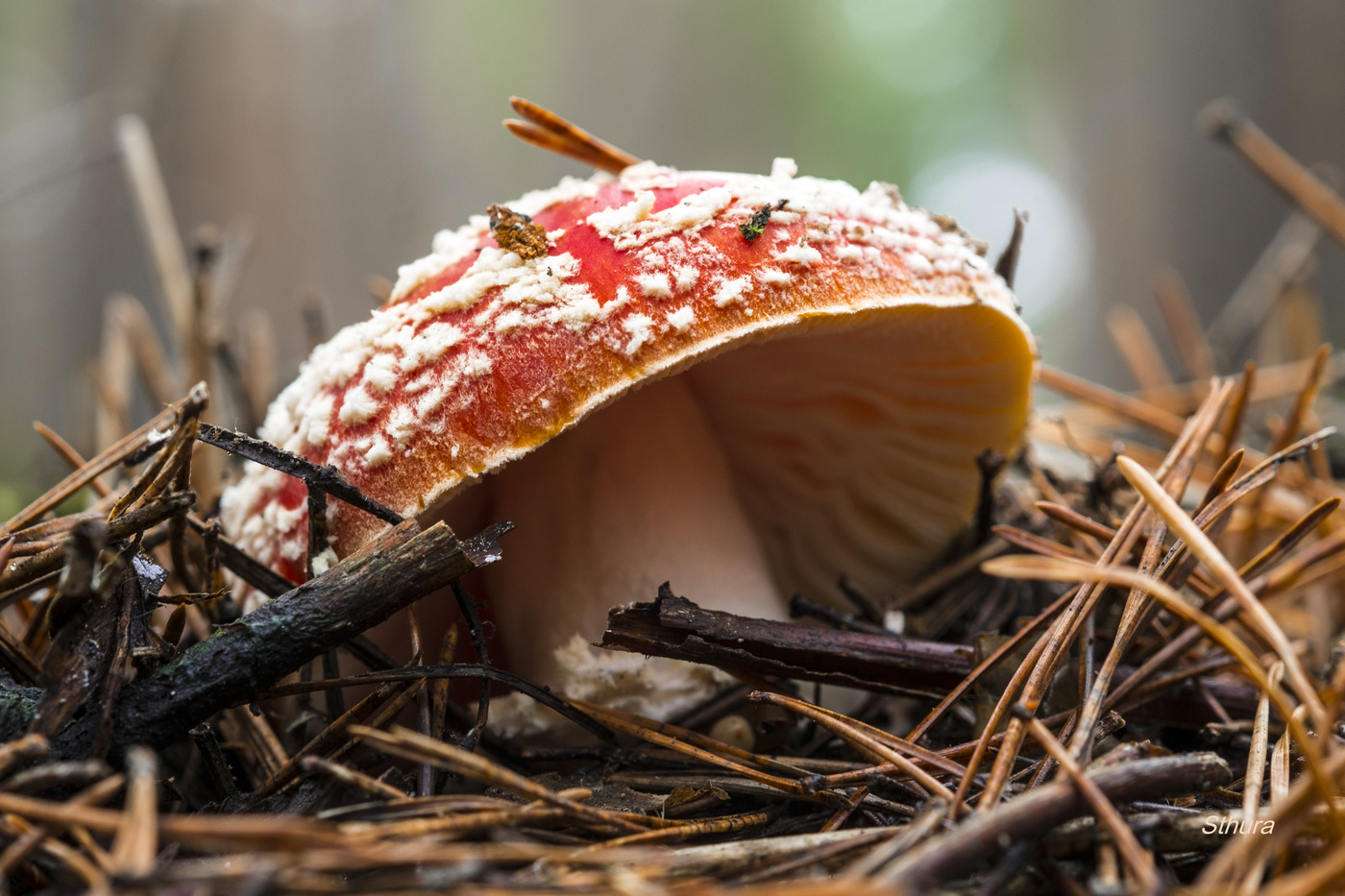 Осенний мухомор.