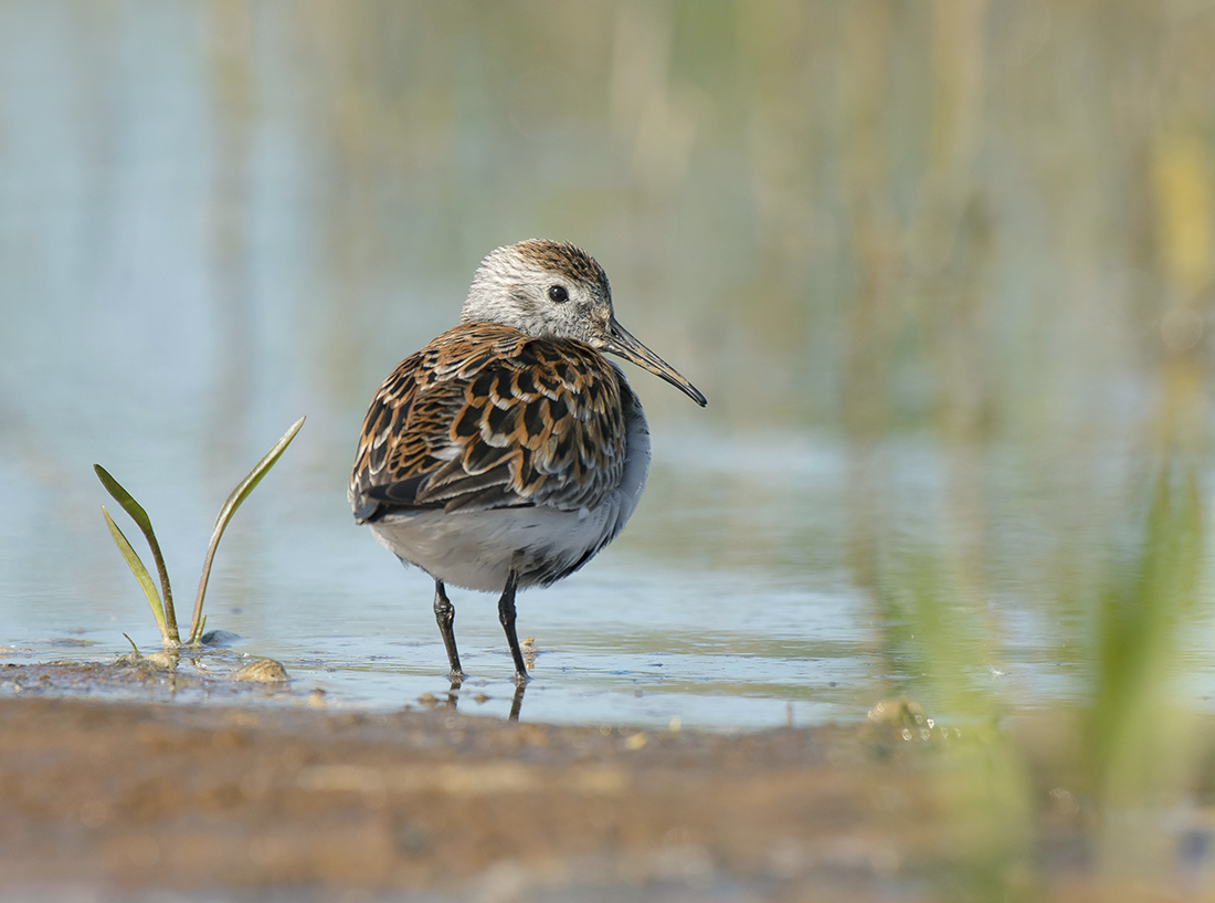 Взгрустнулось...