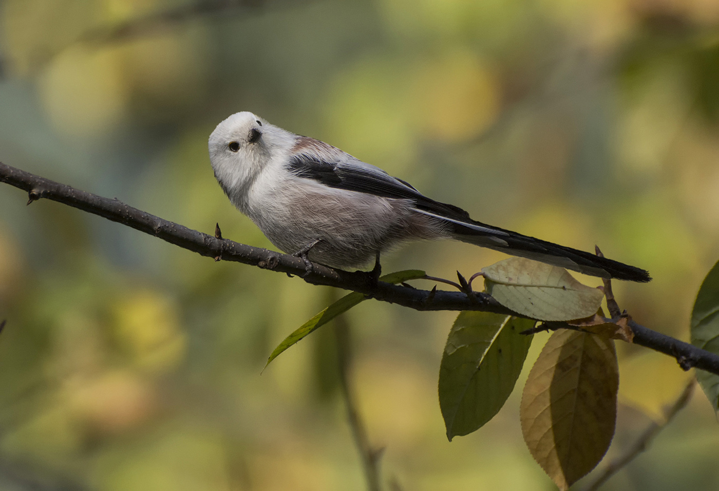 ополовник..