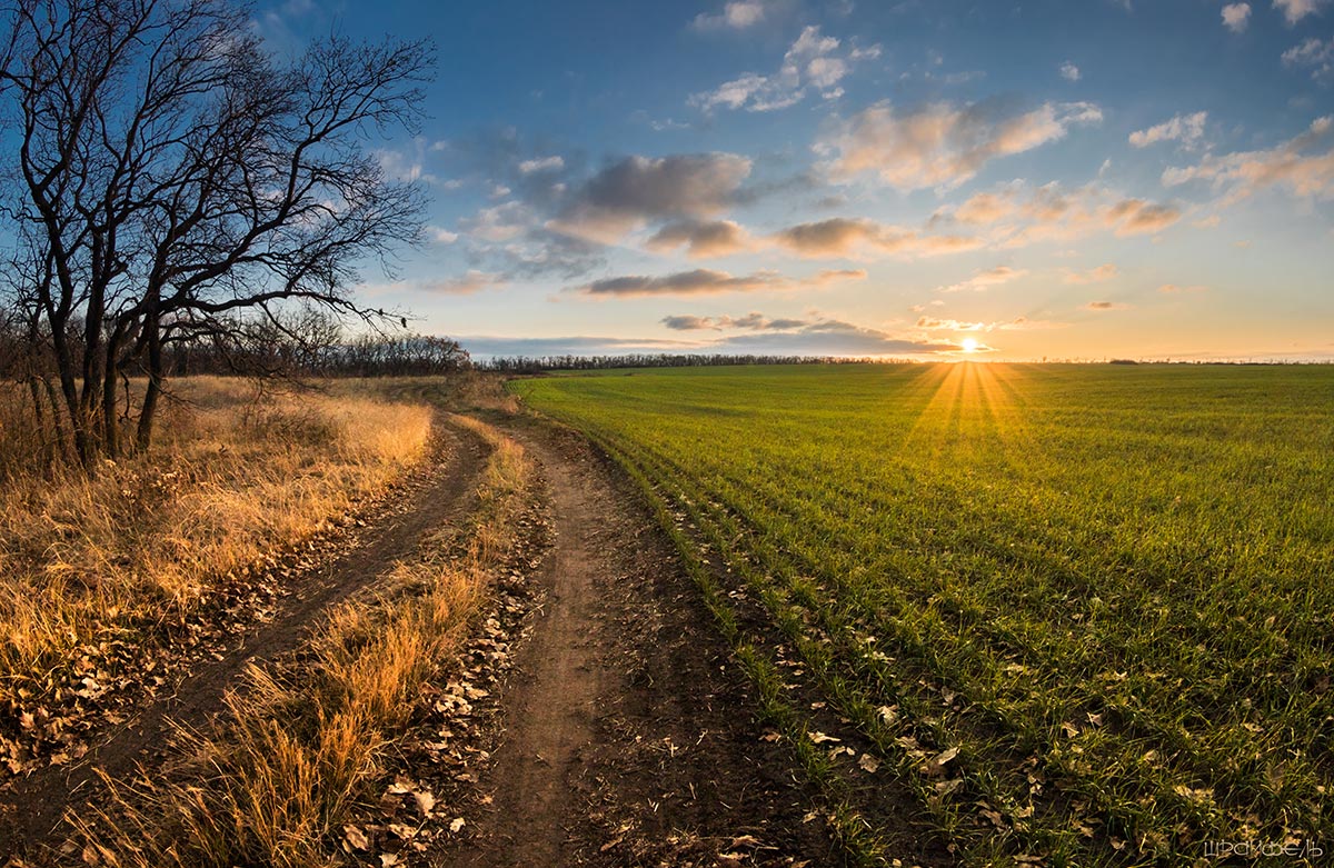 Озимка. Закат 16 ноября.
