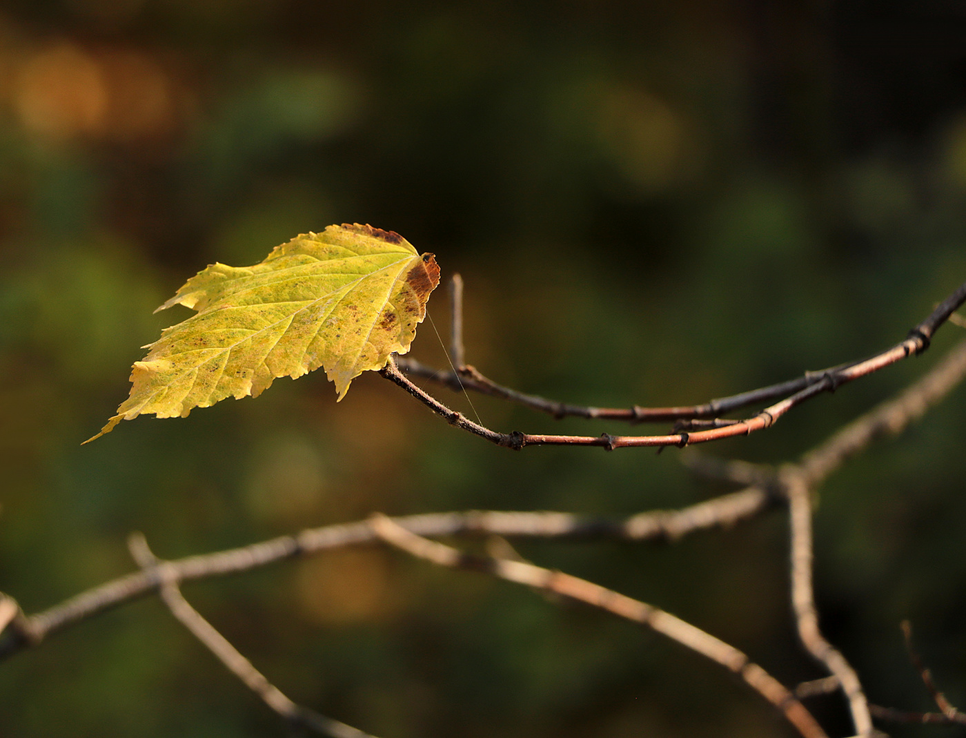 Устремлённый