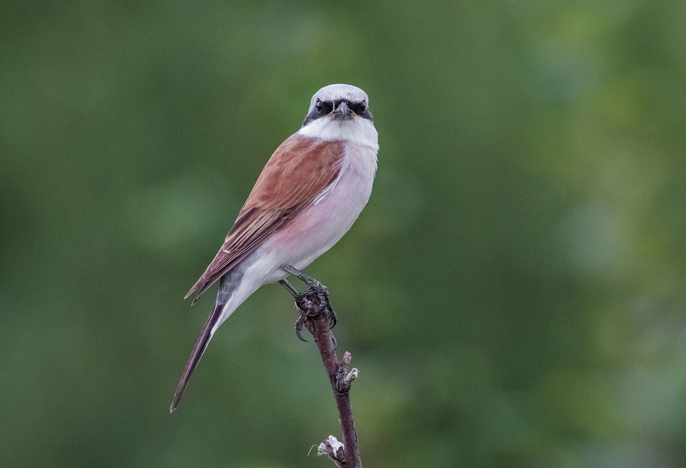 Сорокопут-жулан