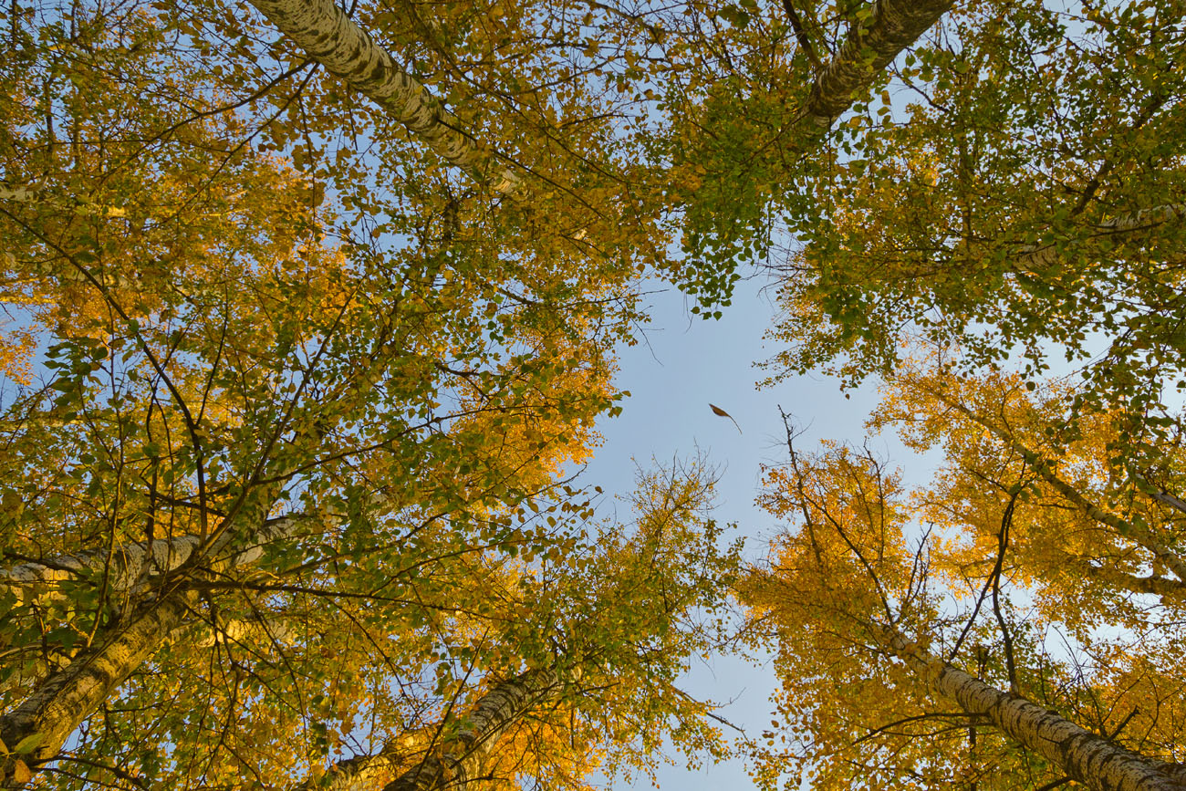 С ветки падающий лист