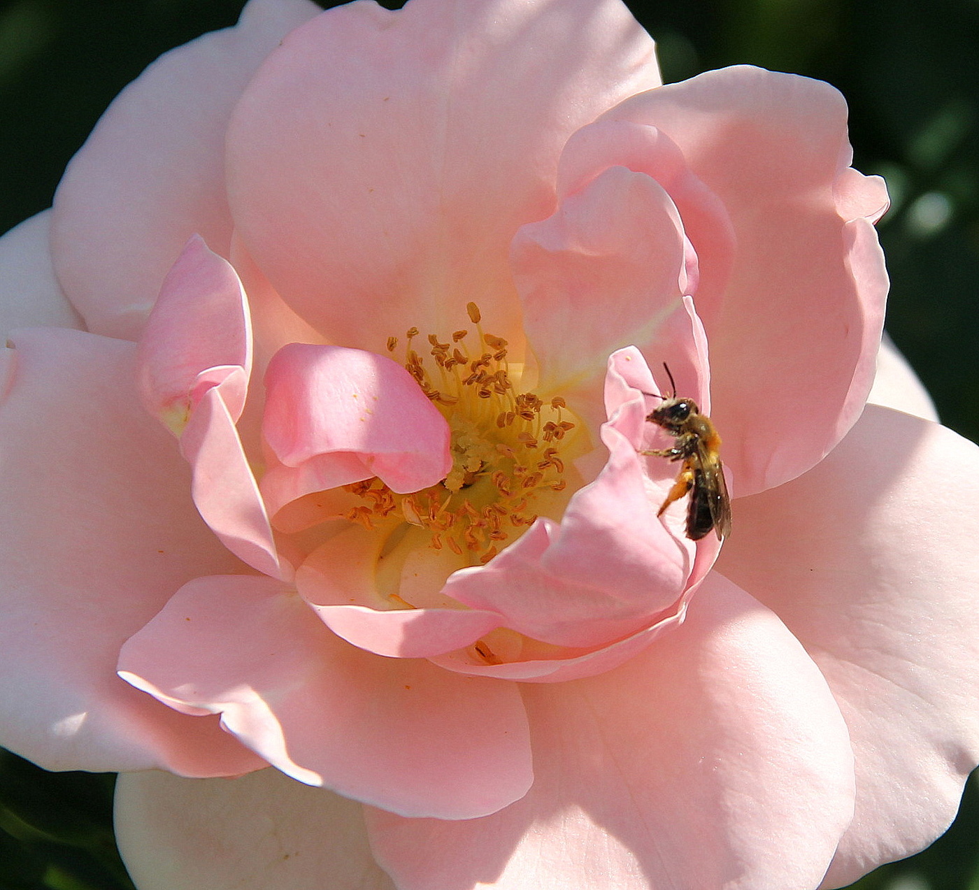 Пчела и роза