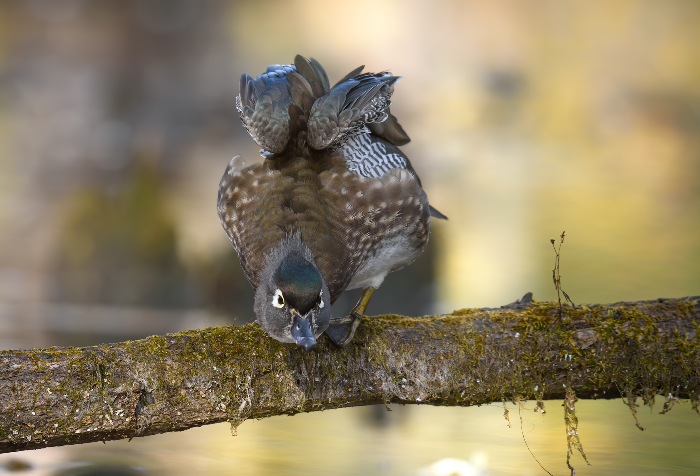 Wood duck (female)~Каролинская утка ~