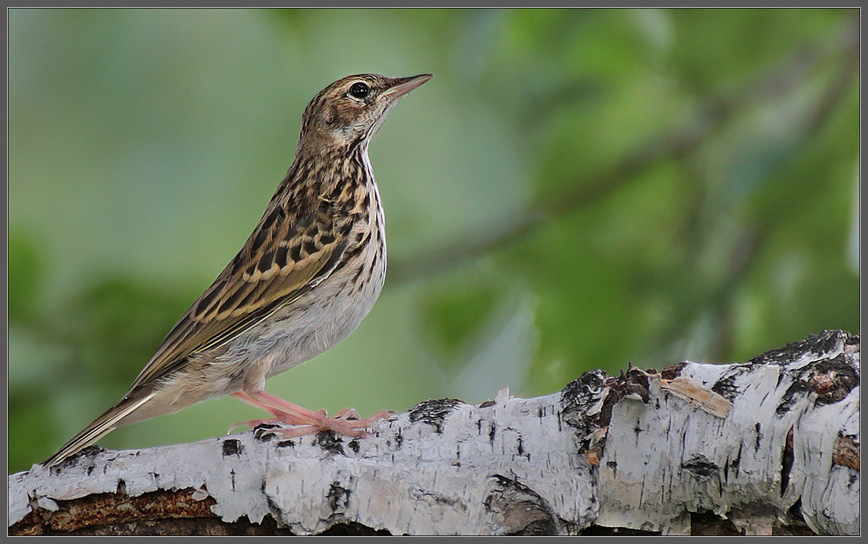 Розовые лапки