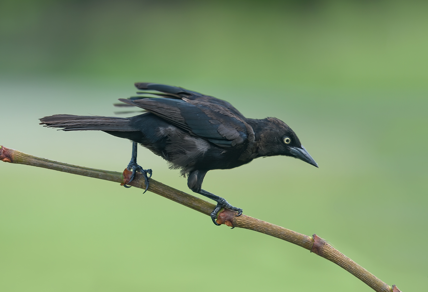 Carib grackle