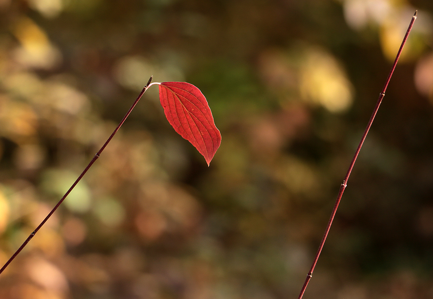 Красное знамя победы