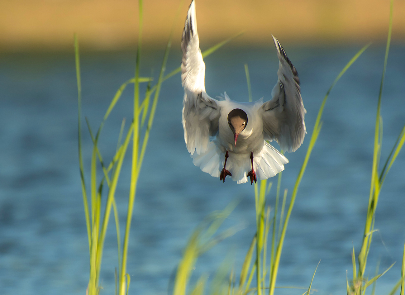 Озёрная чайка