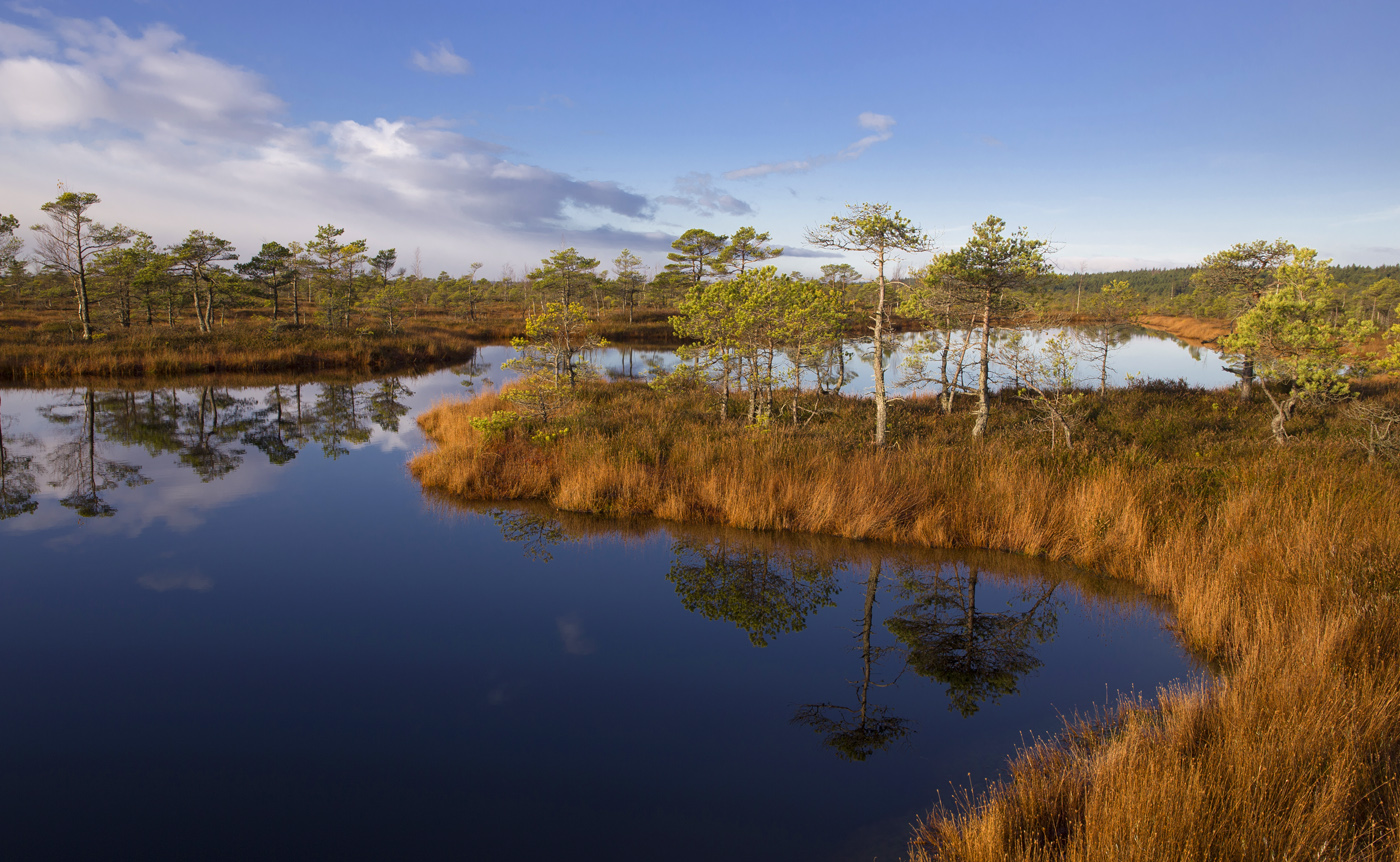 Осень в рыжих тонах
