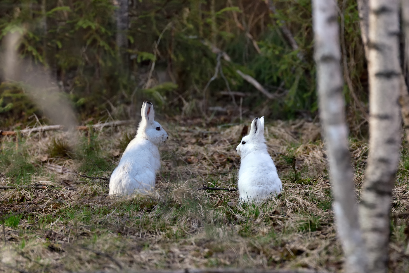 привет, как дела?