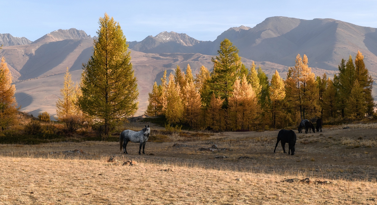 Курайская осень.