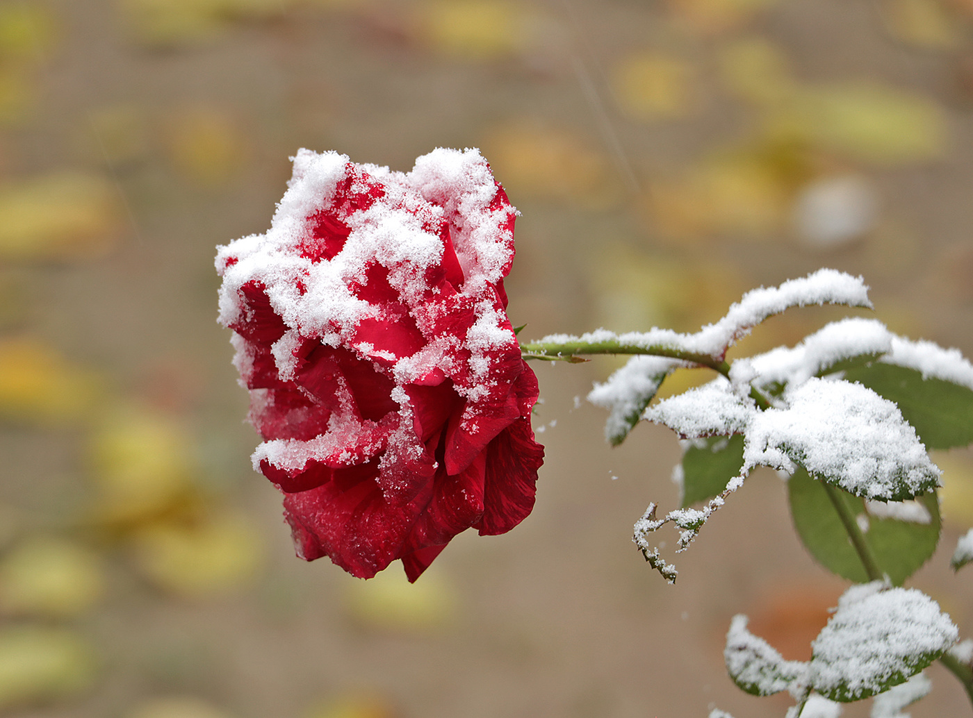 Тепло ли тебе, розочка?..