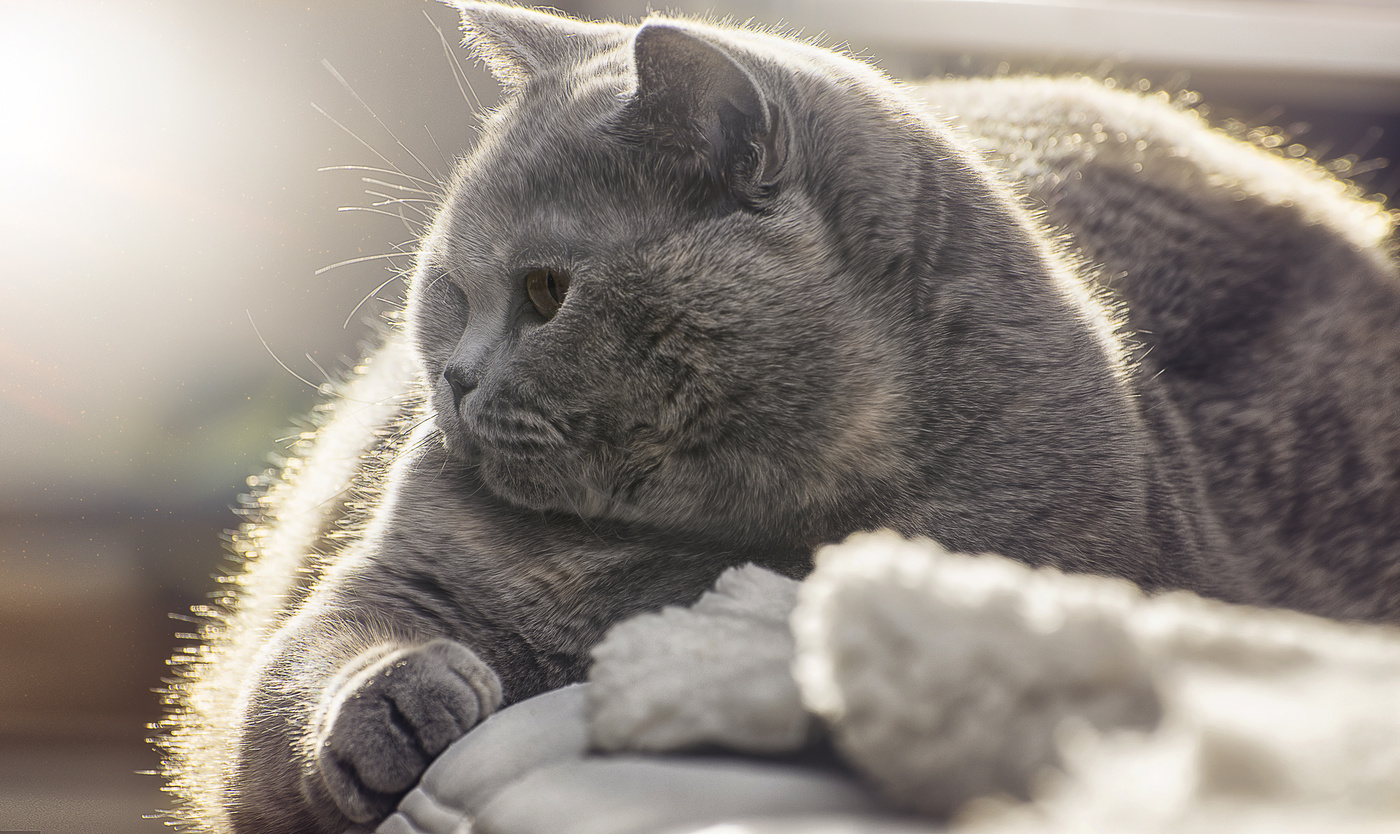 Хорошей кошки должно быть много....)