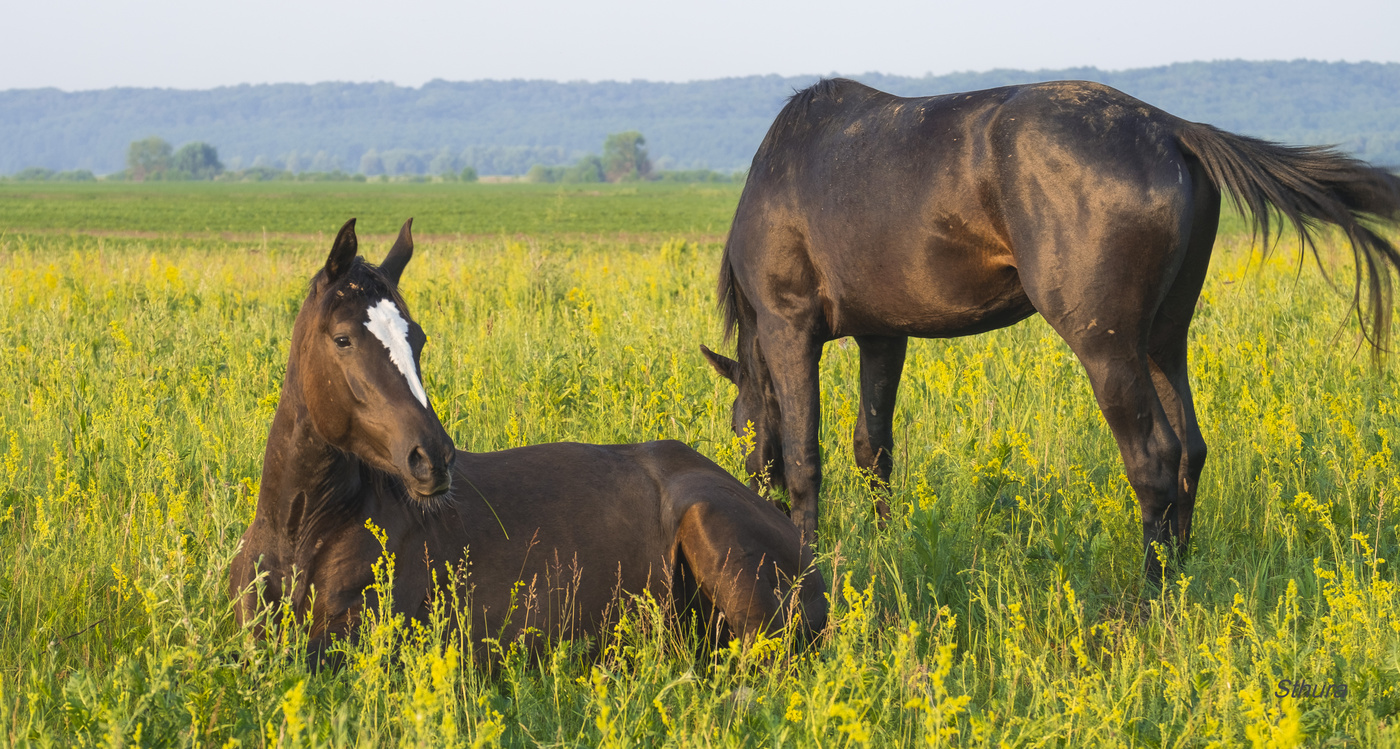 Лошади отдыхают.