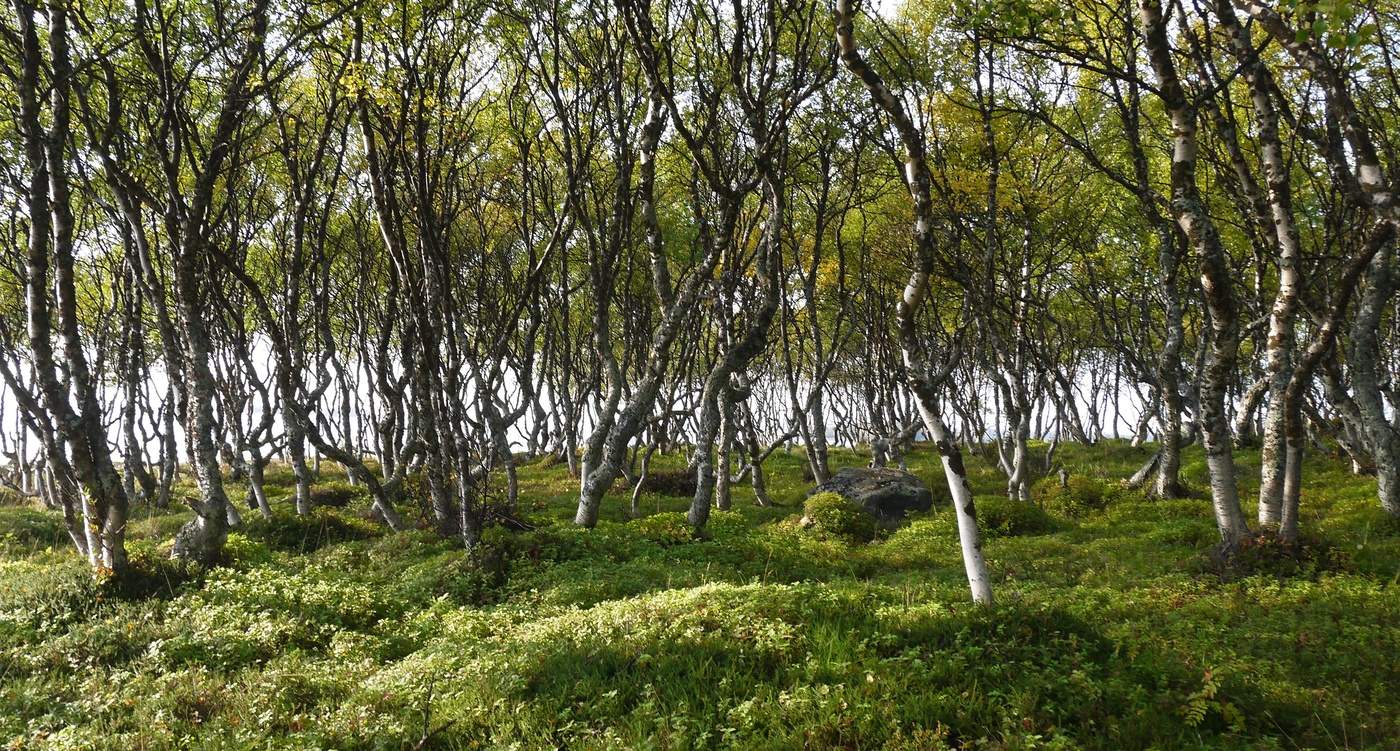 Берёзовая роща.