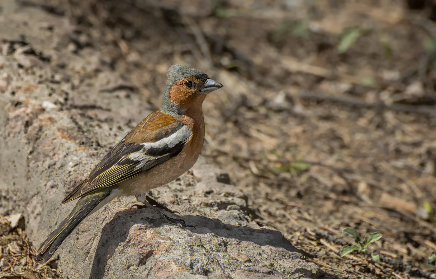тоже охотник..