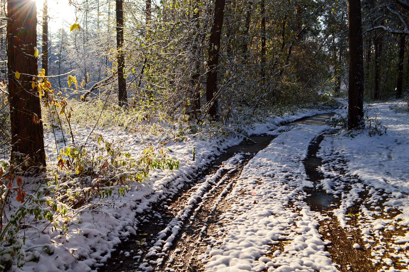 нарядный лес